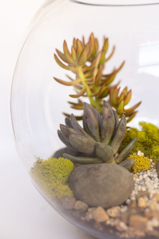 The Art of Succulent Care: A Green Thumb's Guide