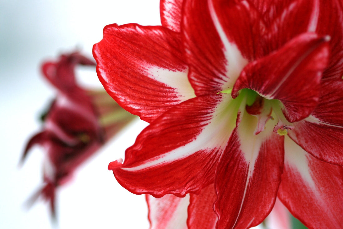Blooming Beauties: A Guide to Forcing Amaryllis for Holiday Cheer