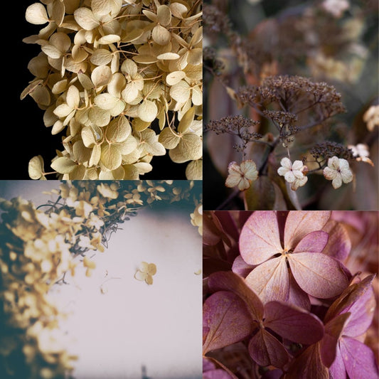 Celebrate Fall's Beauty with Dried Hydrangeas: Crafting Charming Arrangements and Wreaths