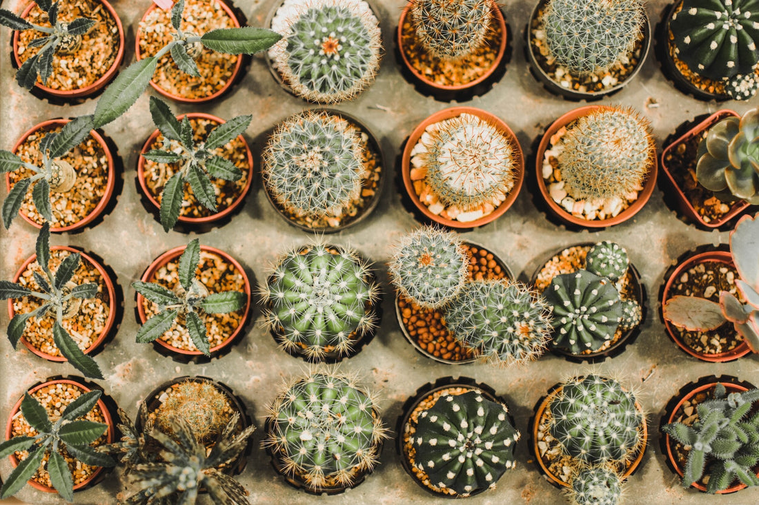 Bringing the Desert Home: Cactus Plants in Your Living Space