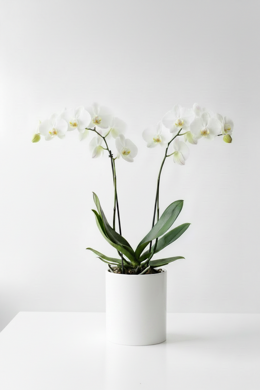 Phalaenopsis Orchid Plant